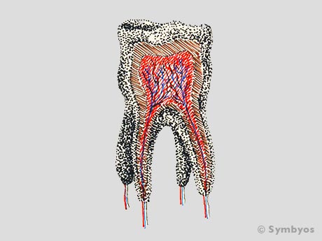 Basic tooth anatomy - pulp and dentin.